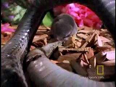 3 phút xem rắn và chuột đại chiến kinh hoàng