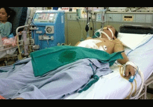 Ôsin nam nở rộ, đắt khách ngày Tết