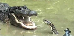 Đại chiến kinh hoàng dưới nước giữa cá sấu và trăn