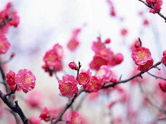 Nghe những bài thơ hay nhất về mùa xuân