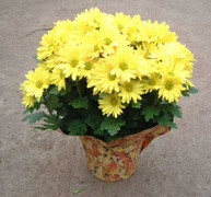 Chọn cây khai vận cho năm mới