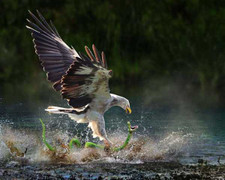 Video: Cuộc chiến giữa rắn và đại bàng