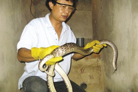 Vị tiến sĩ hàng đêm bắt cóc, ấp rắn rồi thả về tự nhiên
