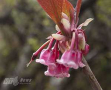 Ngắm hoa đào chuông trên đỉnh Bà Nà