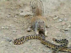 Clip: Cuộc chiến ác liệt giữa sóc và rắn trâu