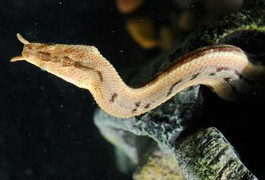 Những loài rắn quý hiếm ở Việt Nam