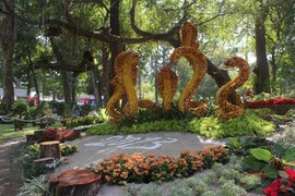 Đã mắt chiêm ngưỡng hoa kiểng độc, quý hiếm