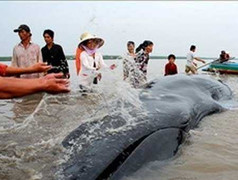 Giải cứu cá Ông hơn 600 kg mắc cạn