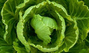 Những thực phẩm giải độc cho cơ thể