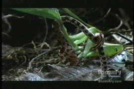 Bọ ngựa khổng lồ khiêu chiến rắn