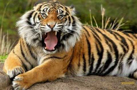 Clip: Chúa sơn lâm đánh trăn khổng lồ