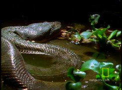 Video: Cận cảnh trăn khổng lồ săn mồi