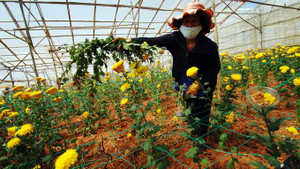 Ôm nợ với hoa tết