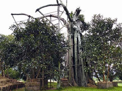 Kỳ tích cây đa Tân Trào 300 tuổi sinh hậu duệ