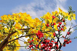 Cố giáo sư Trần Quốc Vượng nghĩ gì về Tết?