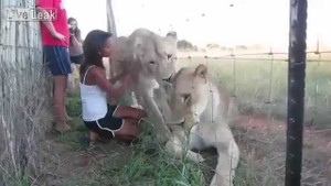 Clip: 'Ăn gan hùm' đùa giỡn với 2 chú sư tử