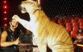 Nghệ sĩ xiếc bị hổ quật chết khi đang biểu diễn