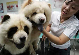 Hứa cho căn nhà 1,8 tỷ đồng nếu ai trả lại cún mất tích