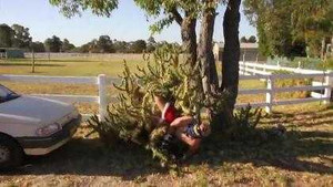 Phi thân vào bụi xương rồng, toàn thân rớm máu