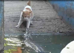 Clip: Mèo tấn công cá sấu