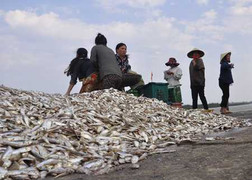 Thú vị chuyện săn loài cá có ‘kiếp trước’ là chim ngói