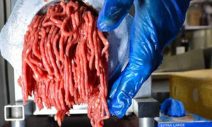 Đi tìm nguyên nhân vụ ‘ngựa hóa bò'