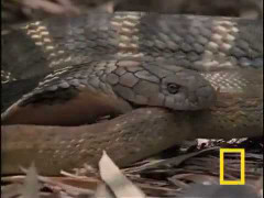 Video: Hổ mang chúa 'làm thịt' rắn cỏ