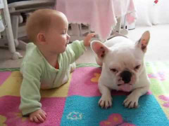 Ngộ nghĩnh clip chó bulldog dạy em bé tập trườn