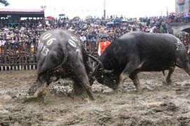 Xem lễ hội chọi trâu Hải Lựu