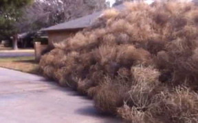 Video: Cỏ ma 'nuốt chửng' căn nhà trên sa mạc