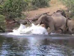 Clip: Cá sấu khiêu chiến voi, đại chiến nổ ra