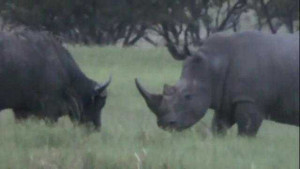 Clip: Tê giác với trâu rừng chọi nhau đến chết