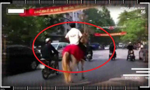 Clip: Ngựa trắng tham gia giao thông náo loạn Thủ đô