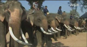 Video: Cưa ngà hàng chục con voi