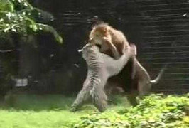 Trận chiến của 2 kì phùng địch thủ: Hổ trắng và Sư tử