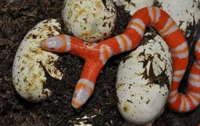 Video: Rắn hai đầu bị bạch tạng cực hiếm