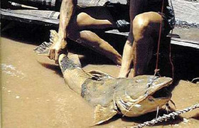 Kỳ thú câu sông: Săn cá chiên khổng lồ nơi thượng nguồn