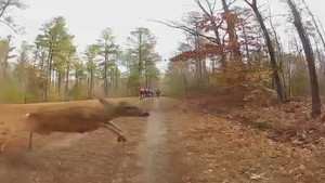 Clip Bò lao vào phá đoàn đua xe được 2 triệu người Like