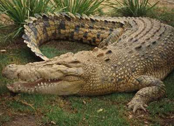 'Đột nhập' trại chăn nuôi cá sấu lớn nhất Việt Nam