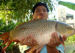 Kỹ nghệ săn chép khổng lồ sông Hồng