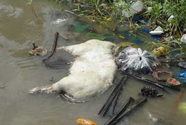 Rùng mình xác heo tai xanh nổi lềnh phềnh trên sông