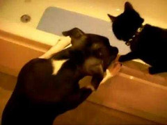 Xem chó 'chơi khăm' đẩy mèo xuống bồn nước