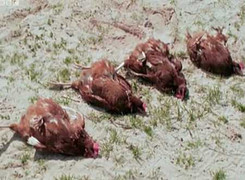 Xem động vật bị 'điểm huyệt' đến mất tri giác