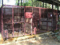 Gấu tấn công một học sinh ở Cát Tiên