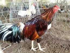 Bắt đối tượng mê gà, giết người