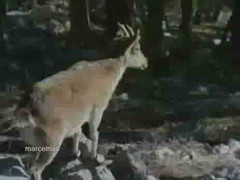 Video: Dê núi đuổi đại bàng 'chạy' trối chết