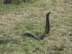 Cuộc chiến không khoan nhượng giữa 2 con rắn