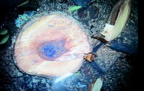 Công an trả gỗ sưa để bán đấu giá