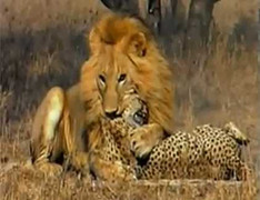 Video: Sức mạnh oai hùng của Sư Tử khi hạ gục Báo đốm