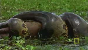 Video: Trăn 1 tấn nuốt chửng con mồi khổng lồ